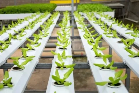 Préparation des paniers