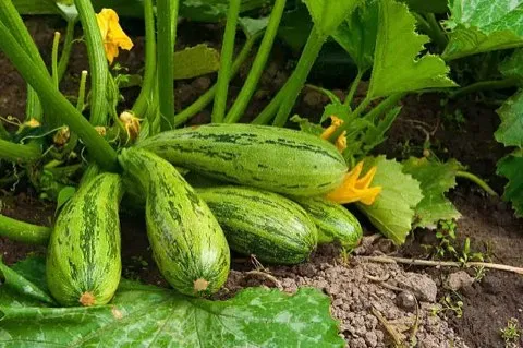 Courgettes